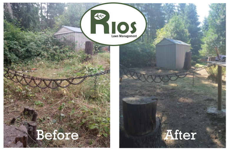 Vashon Island brush removal - Rios Lawn Management - Before and after