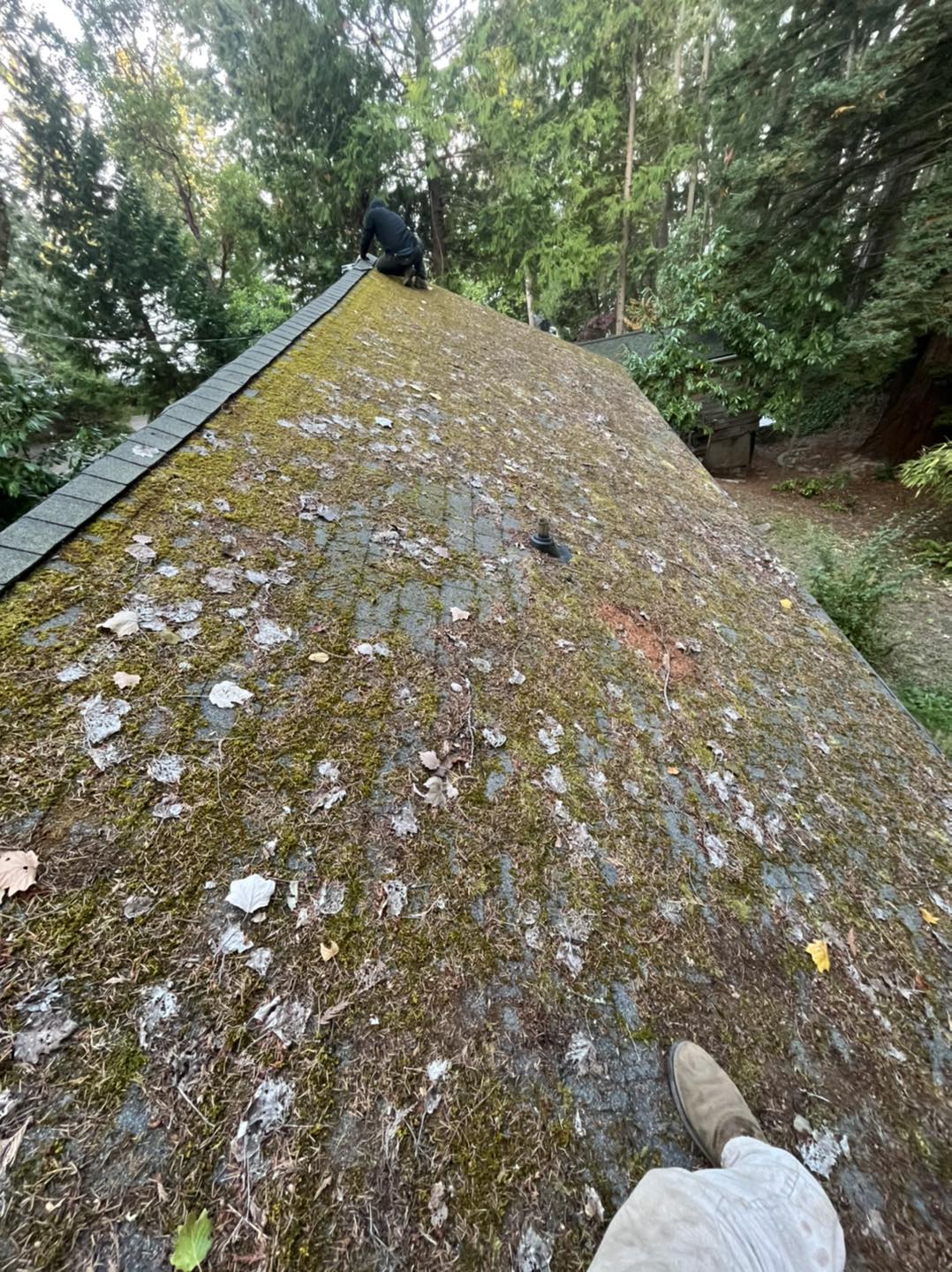 Vashon Island roof moss removal before
